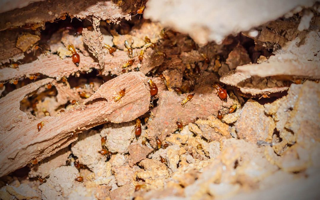 Four Signs of Termites in the Home