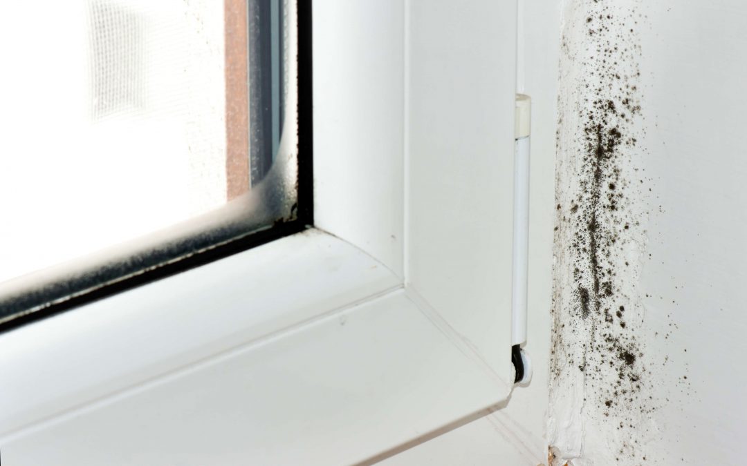 prevent mold growth in your home